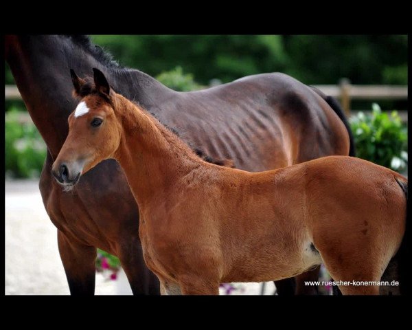 Video of Bourbon