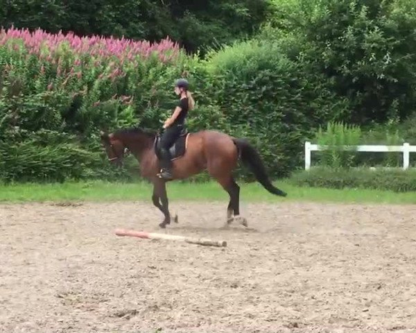 Video von Santosha 2