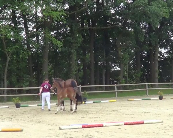 Video von Crowley