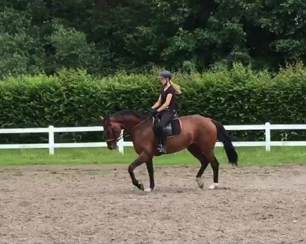 Video von Santosha 2