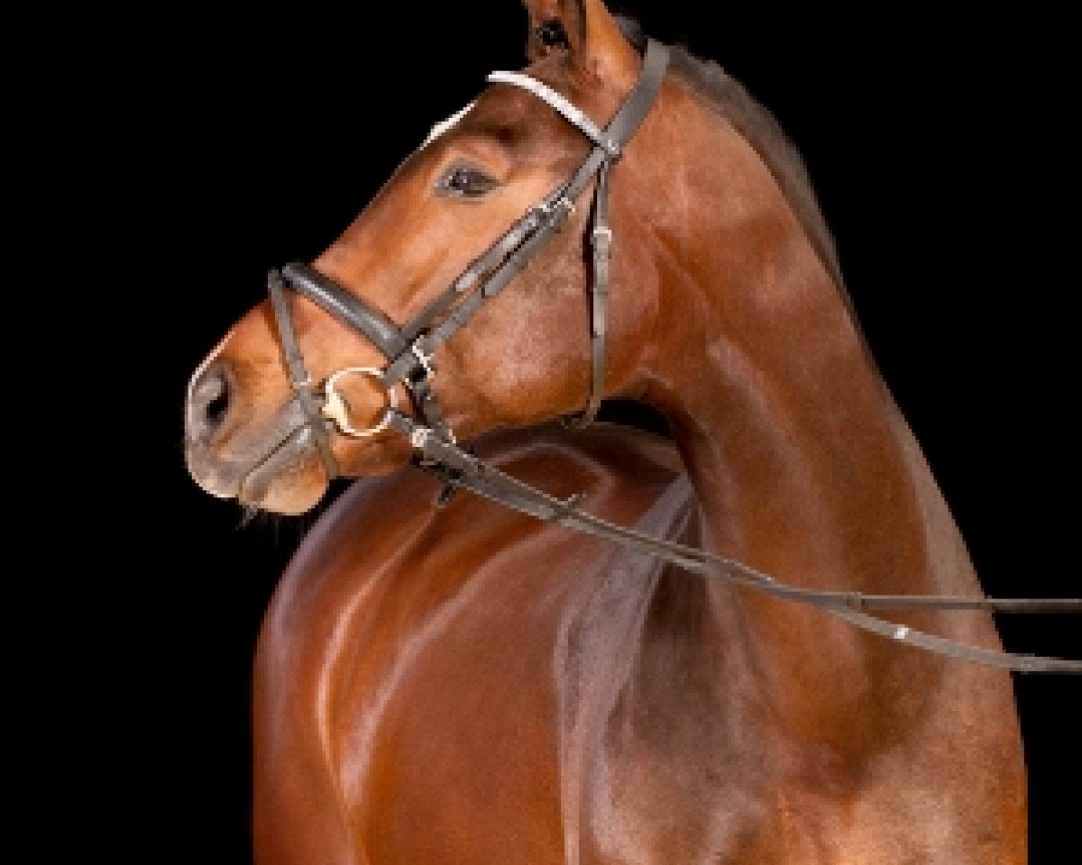 horse Calisandro H (Rhinelander, 2009, from Califax)