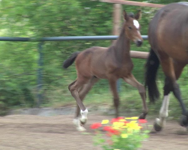 Video of Cyperia