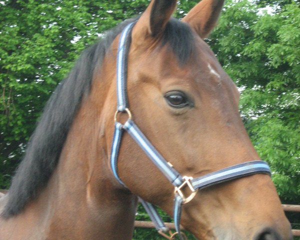 broodmare Rosella 23 (Westphalian, 1995, from Rosenkavalier)