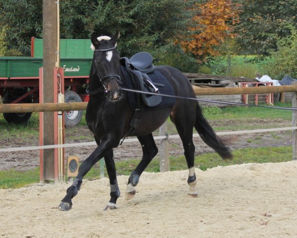 horse Gioretto (Hanoverian, 2010, from Glueckspilz)