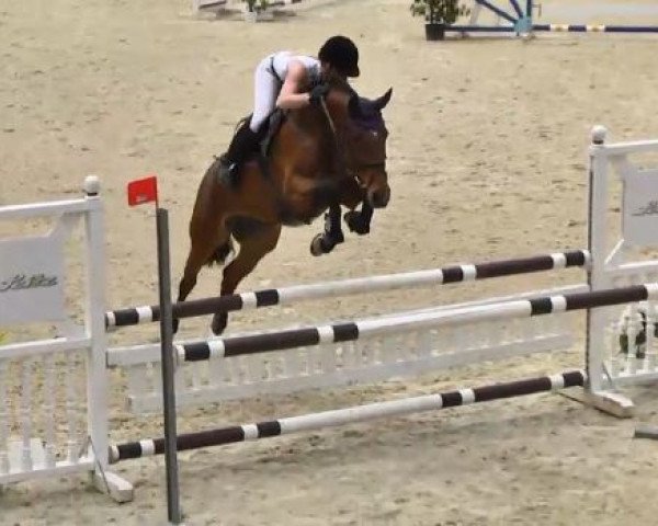 broodmare Linda 336 (Bavarian, 2008, from Casiro I)