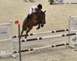 broodmare Linda 336 (Bavarian, 2008, from Casiro I)