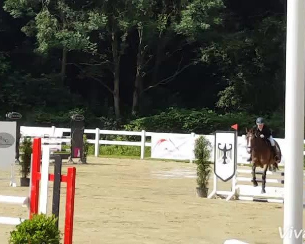 Video of Calimero 715