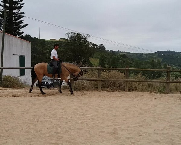 Video of Incrível