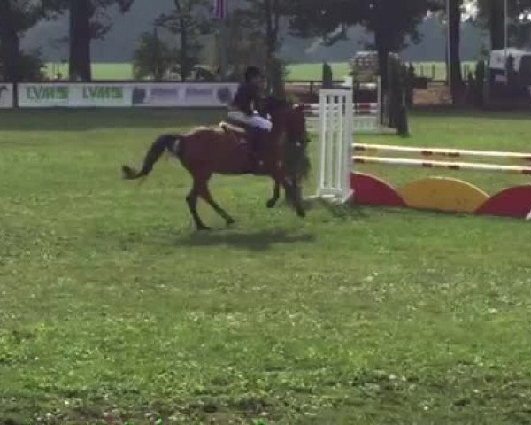 Video von Donduro