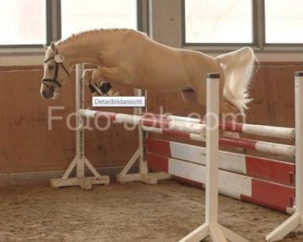 stallion High Flow's Oxford (Nederlands Welsh Ridepony, 2007, from Bodo)