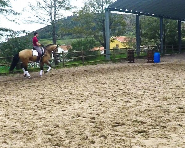 Video of Habibe