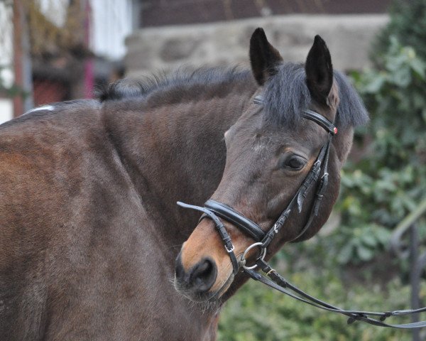 jumper Fayza L (Oldenburg, 1997, from Placido)