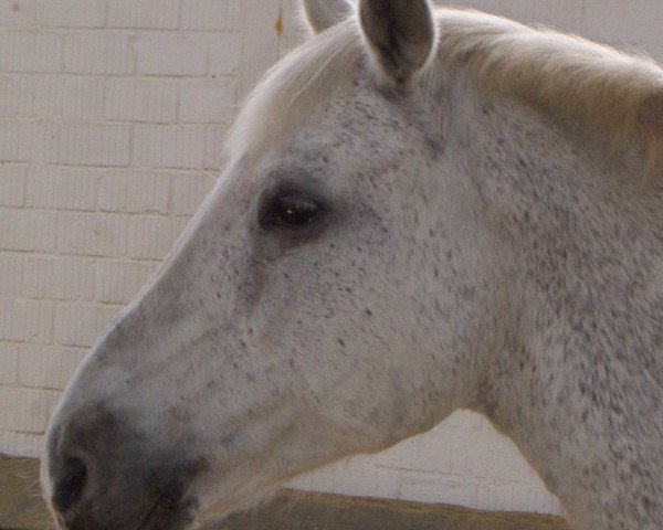 Zuchtstute Carola (Deutsches Reitpony, 1984, von Croupier)
