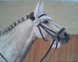 dressage horse Tjugba C (German Riding Pony, 2003, from Timberland)