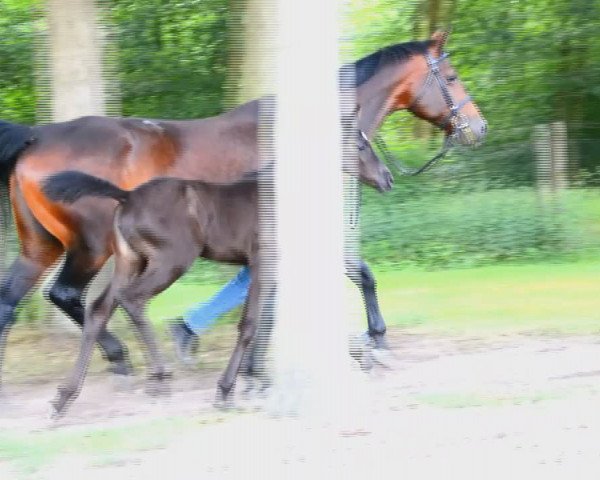 Video of Sienna