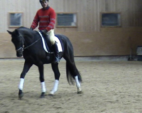 horse Dag von Delling (Württemberger, 2010, from Detroit)