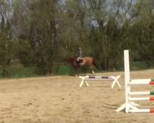 Video of Scampano 3