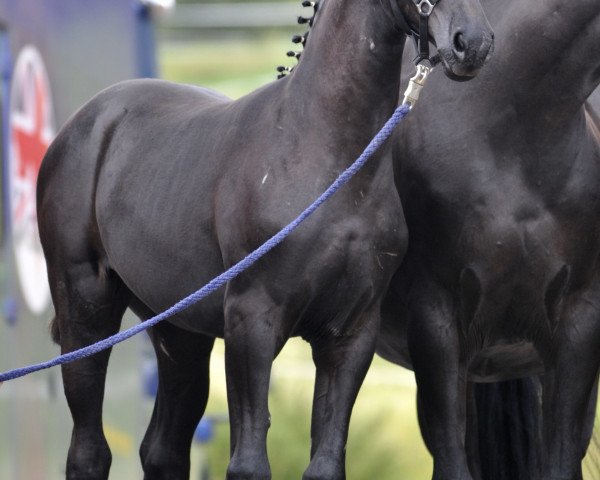 broodmare Darienne (Oldenburg, 2011, from Stedinger)