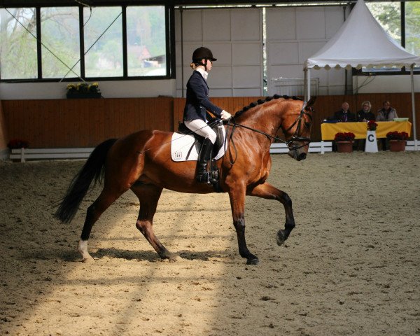 Dressurpferd D'Argentina 3 (Rheinländer, 2008, von Donaugold 2) Dressurpferd D'Argentina 3 (Rheinländer, 2008, von Donaugold 2)