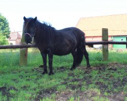 Yegua de cría Alice (Pony Shetland, 1994, de Rex)