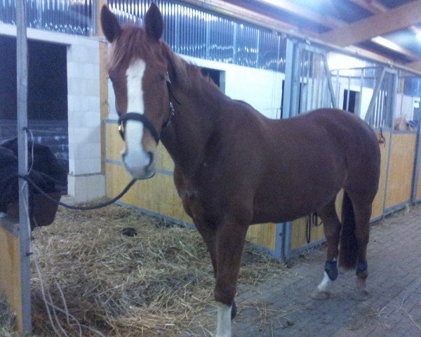 Pferd Del' Fino (Hannoveraner, 2007, von Don Laurie 143 FIN)