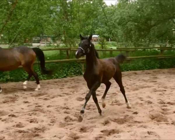 Video of Sandro's Salinero