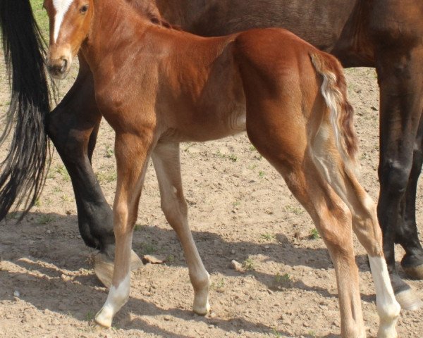 horse El Nino (Hanoverian, 2014, from Escudo I)