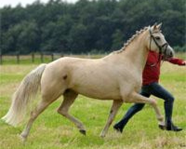 broodmare Holy go Lightly (Hanoverian, 2007, from Hochadel)