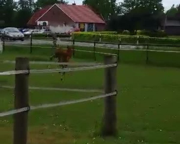 Video of Dagomar vom Wartenberg