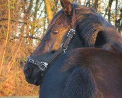 broodmare Pilot's Playmate (German Warmblood, 2011, from Prinzregent)