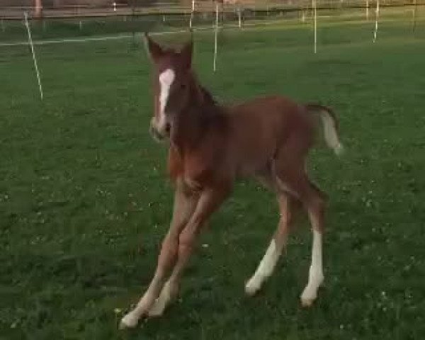 Video of Dagomar vom Wartenberg