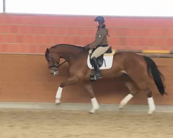 Video of Loky vom Clüverhof