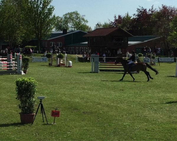 Reitturnier Lüdinghausen 2016