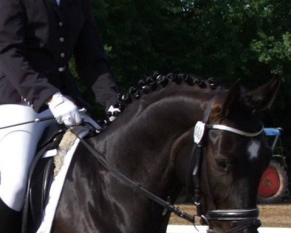 Dressurpferd First Diamond M (Hannoveraner, 2006, von Frenchman II)