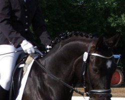 dressage horse First Diamond M (Hanoverian, 2006, from Frenchman II)
