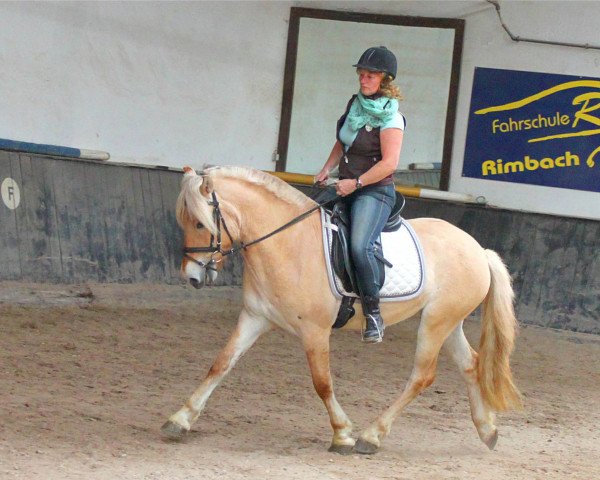 horse Karino (Fjord Horse, 2011, from Kalino)