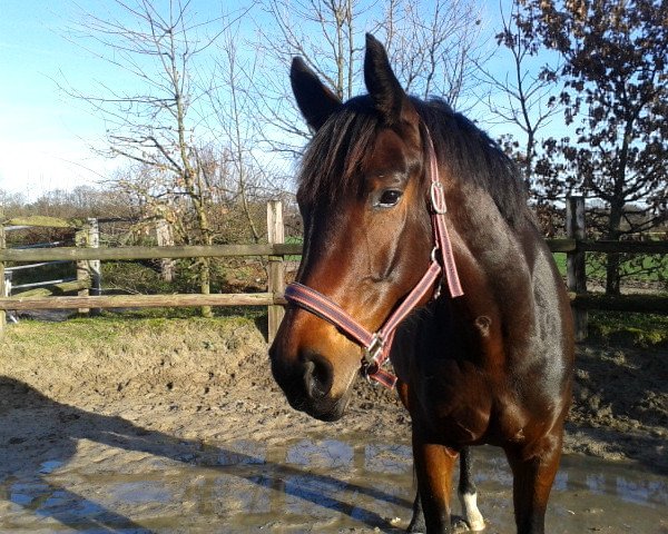 broodmare Endura 2 (Westphalian, 2008, from Ehrenpreis)