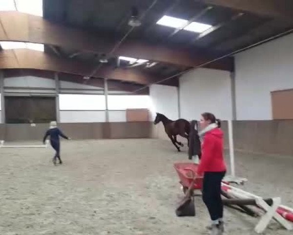Video of Caffrey