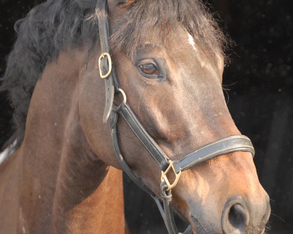 dressage horse Gammon 107 (Westphalian, 2003, from Goethe)