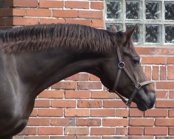 Zuchtstute Kyra (Oldenburger, 2008, von Fidertanz)