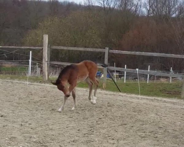 Video of Ciao Conrad