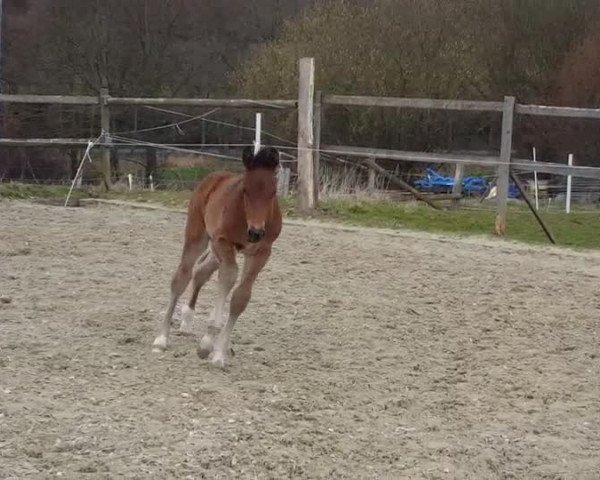 Video of Ciao Conrad