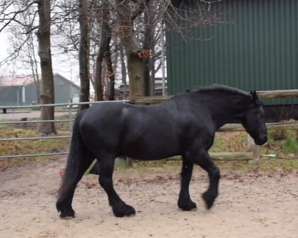 Video of Mephisto