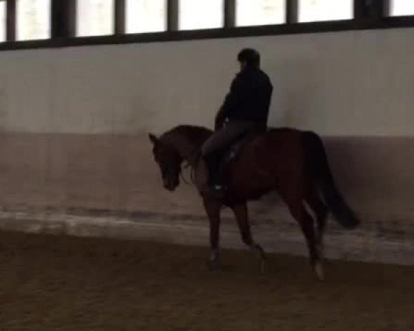 Video von Cassari