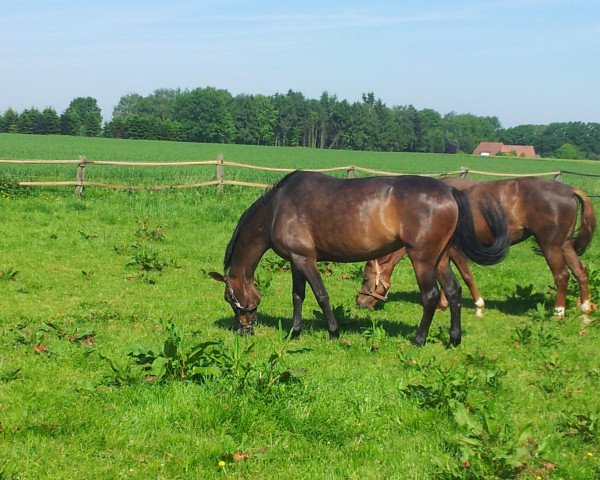 horse Chanel (Oldenburg, 2007, from Chico's Boy)