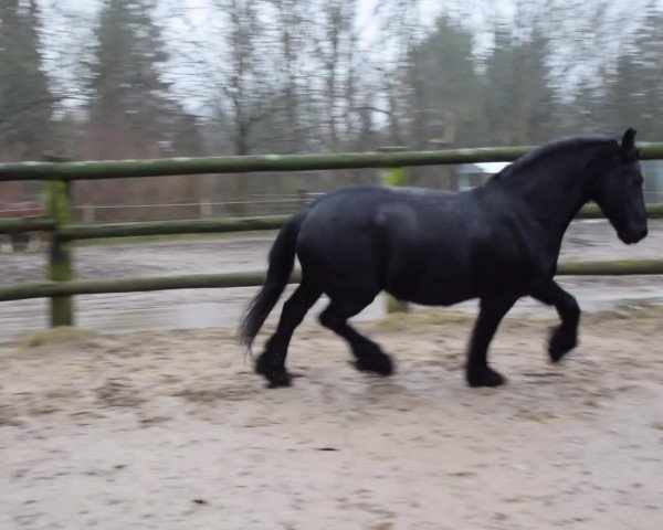 Video of Mephisto