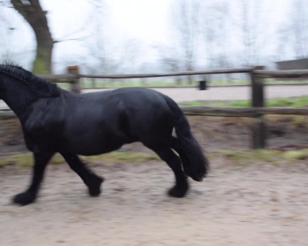 Video of Mephisto