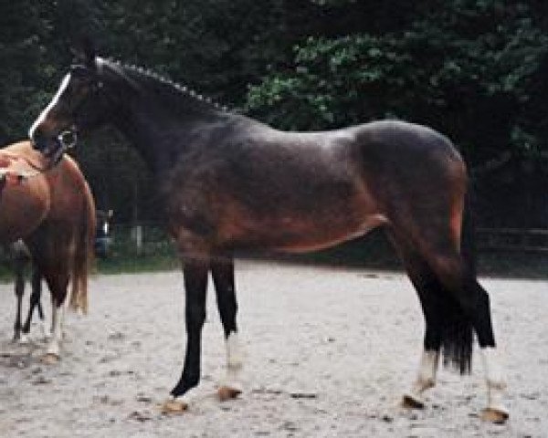 Pferd Zitnas Non Chalence (Deutsches Reitpony, 1998, von Vento) Pferd Zitnas Non Chalence (Deutsches Reitpony, 1998, von Vento)