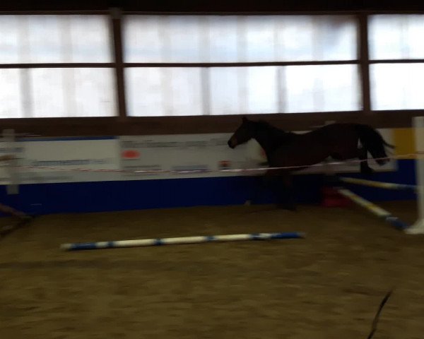 Video von Quintana 48