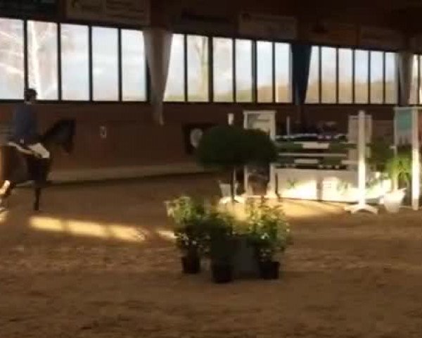 Reitturnier Heiden 2016